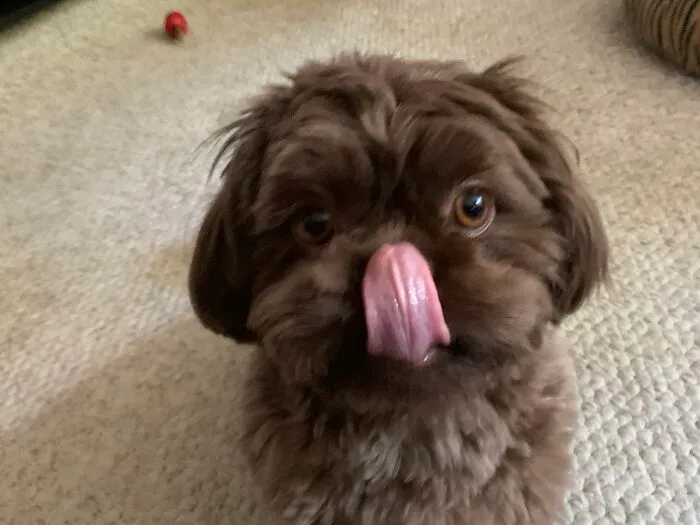 Boomer (Born On The 4th Of July)