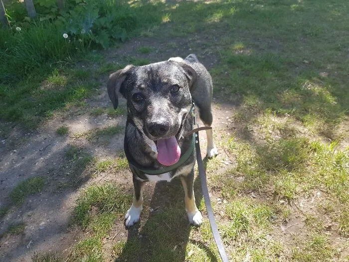 Lou On His Walk