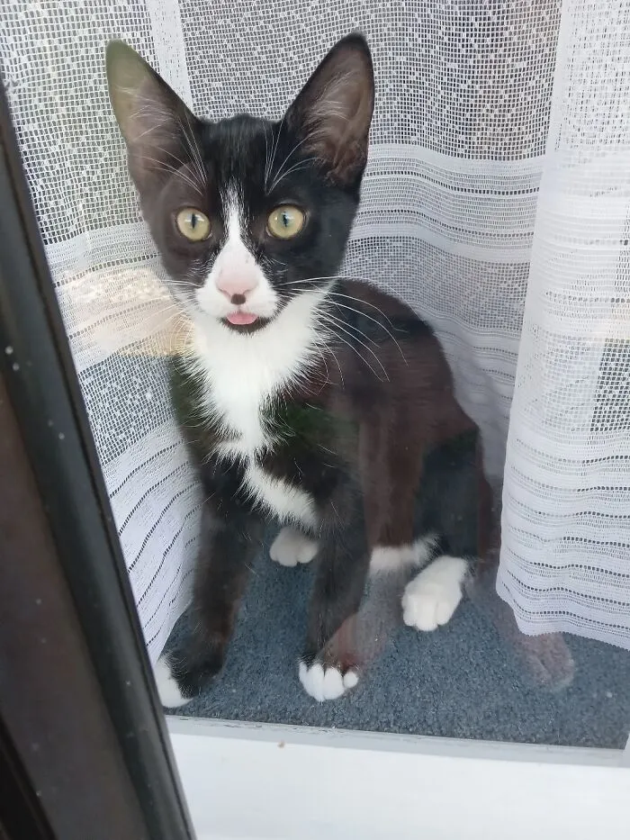 Pixie, With Her Little Blep