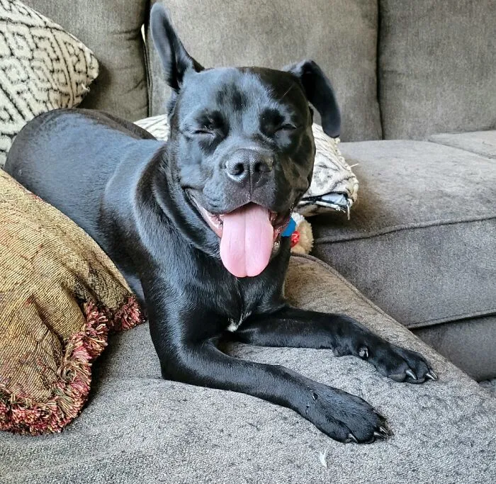 Sami The Wonder Dog