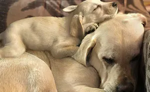40 Pictures Showing Growth Comparison Of Dogs As Puppies And As Adults In These Combined Photos That I Made