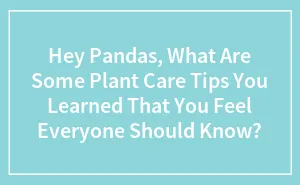 Hey Pandas, What Are Some Plant Care Tips You Learned That You Feel Everyone Should Know? (Closed)