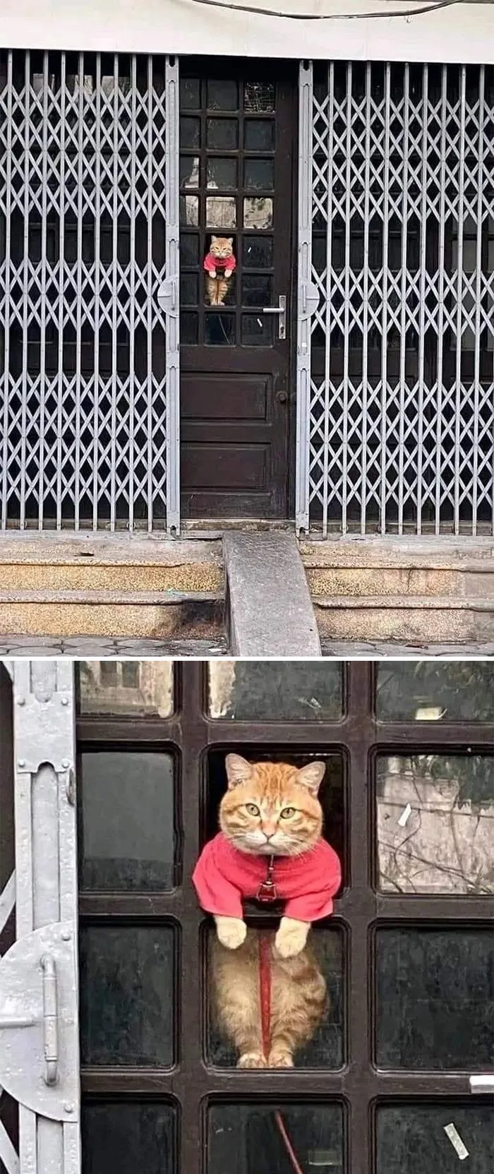 50 Fotos cómicas y extrañas de animales en lugares «donde no deberían estar» (nuevas imágenes)