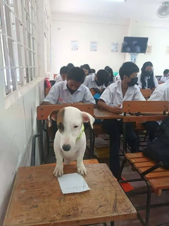 50 Fotos cómicas y extrañas de animales en lugares «donde no deberían estar» (nuevas imágenes)