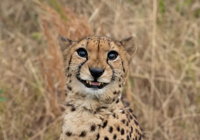 Cheeeese