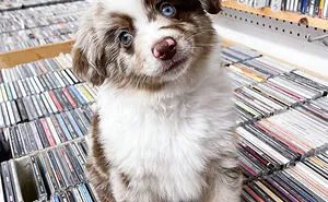 50 Ridiculously Photogenic Animals (New Pics)