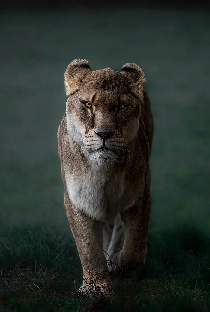 I Took A Picture Of A Lion As It Walked Towards Me