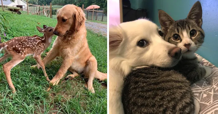 97 Photos Of Animal Friendships To Give You The "Heart Eyes"