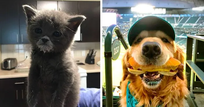135 Cute Animals Eating In The Most Adorable Way