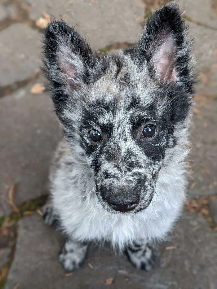 Mi mujer y yo adoptamos a nuestro primer cachorro. Conozcan a Doug 