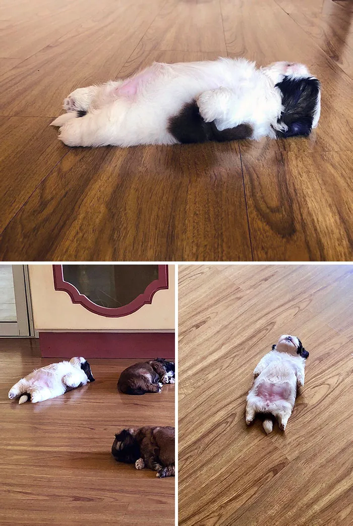 The Way This Pup Sleeps