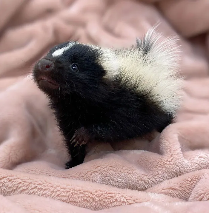 Little Ms. Daisy Came To Us Two Weeks Ago. She Was Orphaned, Emaciated, And Had A Bad Respiratory Infection
