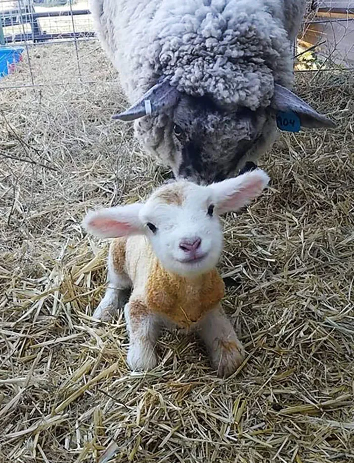 Baby Lamb