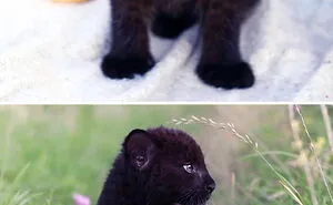 50 Of The Most Adorable Baby Animals To Ever Bless The Internet (New Pics)