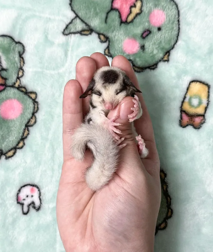 Baby Sugar Glider