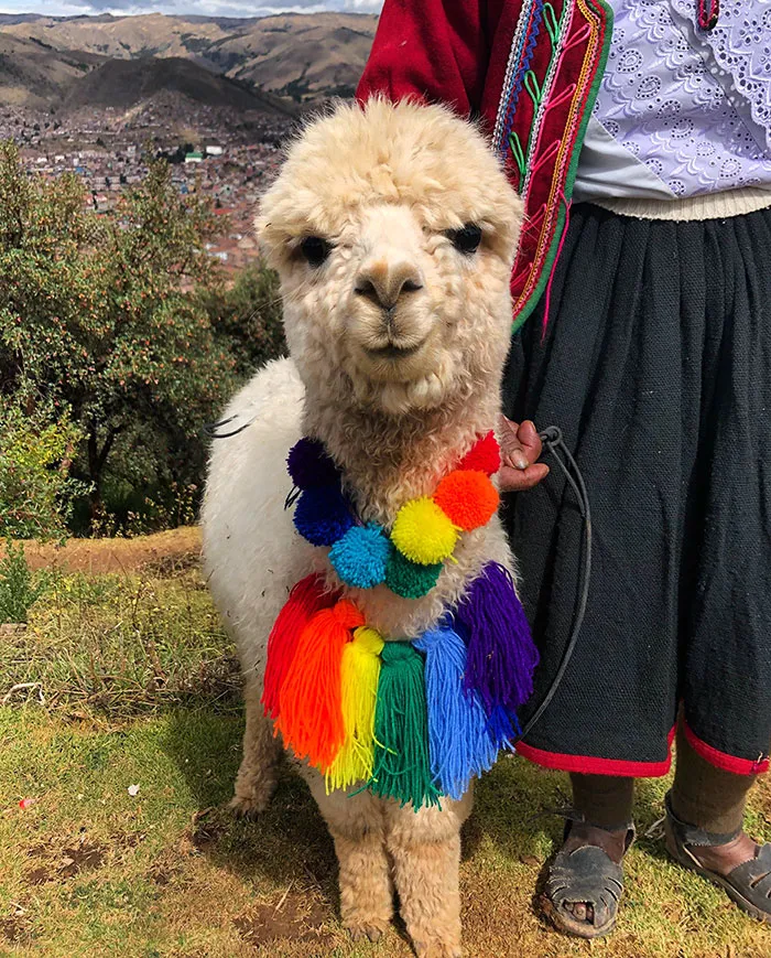 Conocí a esta alpaca que está muy feliz 