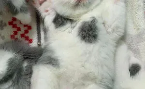 50 Of The Most Adorable Baby Animals To Ever Bless The Internet (New Pics)