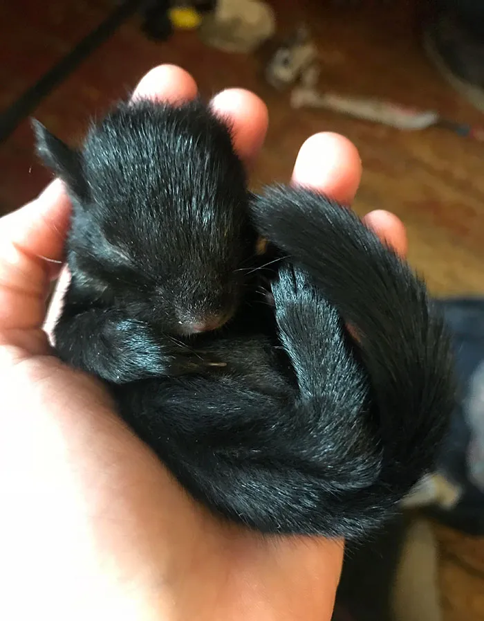  Rescaté a una ardillita. Esta foto es de cuando la encontramos. Conozcan a Steve 