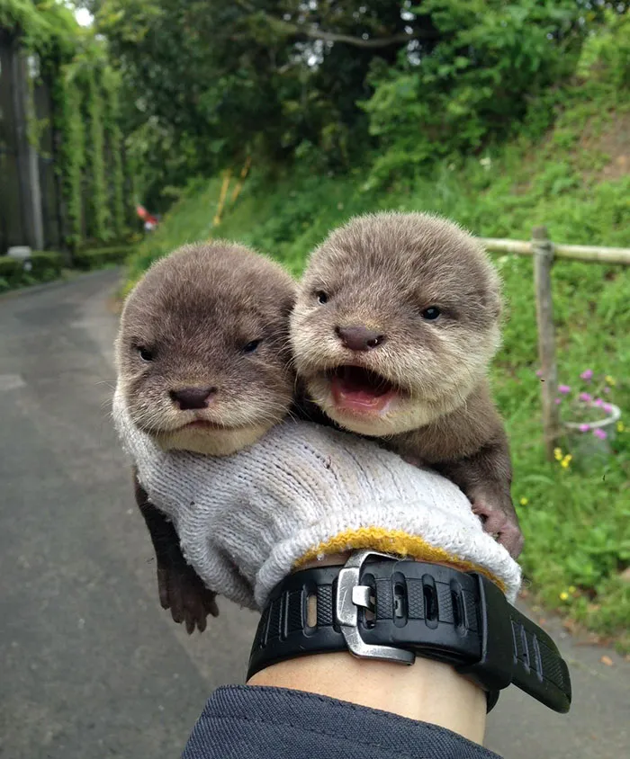 Baby Otters