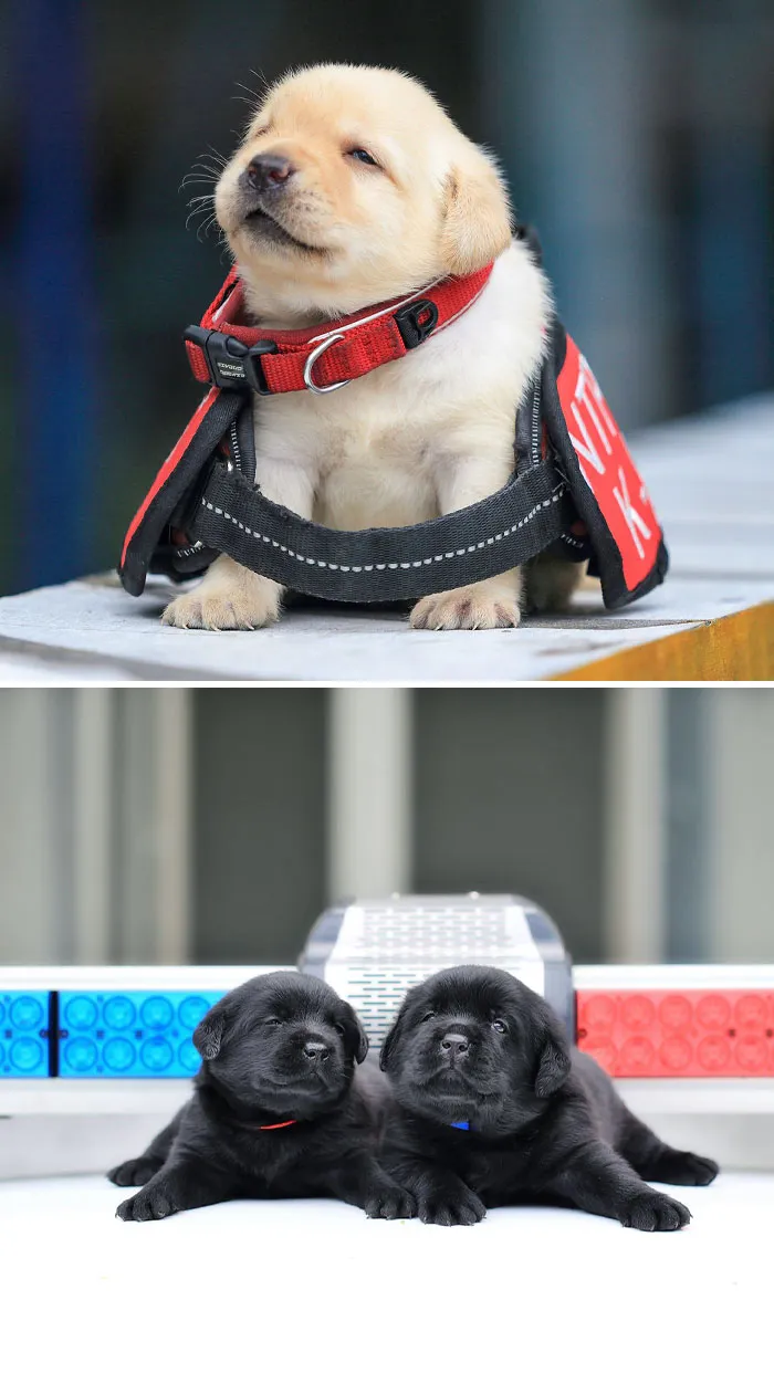 Police Dog Recruit
