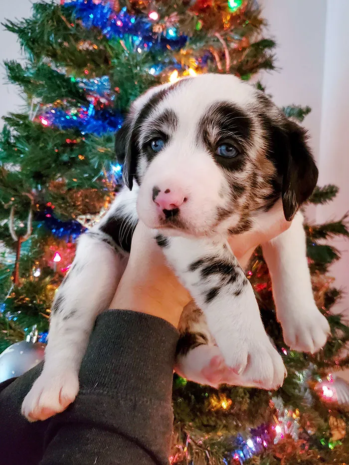 My Husband And I Agreed On Two Dogs. So Here Is Number 4. Baby Cows Don't Count, Right?