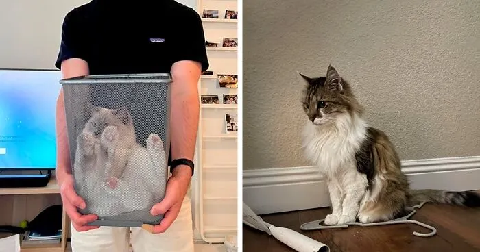 This Online Group Exists To Show All The Hilariously Adorable Ways Kitties Can Get “Cat Trapped” And Here Are 40 Of Their Newest Catches