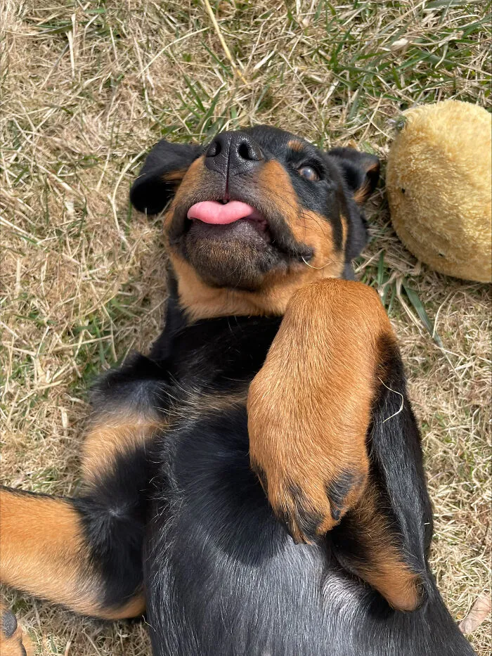 Silly Puppy!