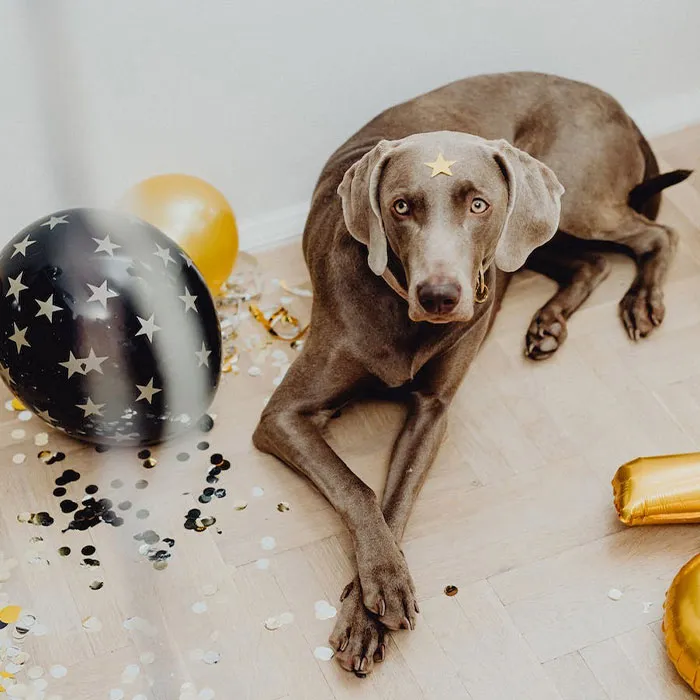 Brown dog lying on the ground near balloons