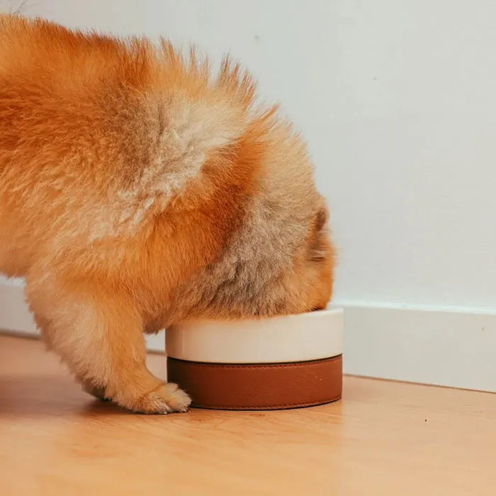 Brown dog eating