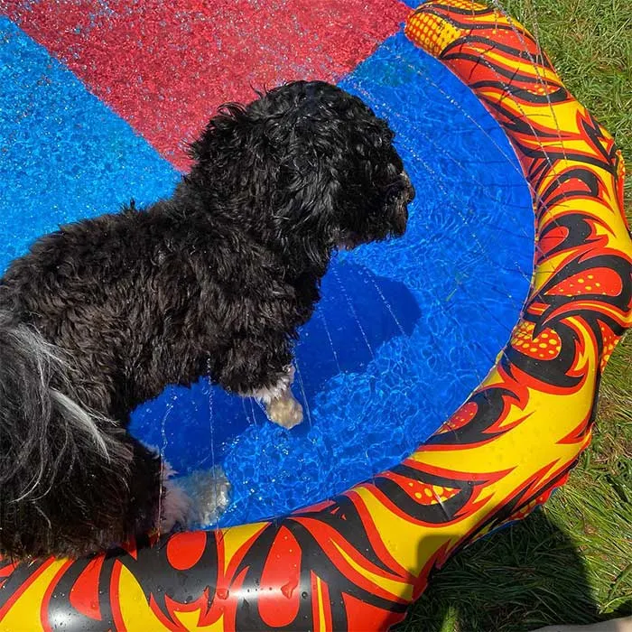 Have A Dog Slip 'N Slide