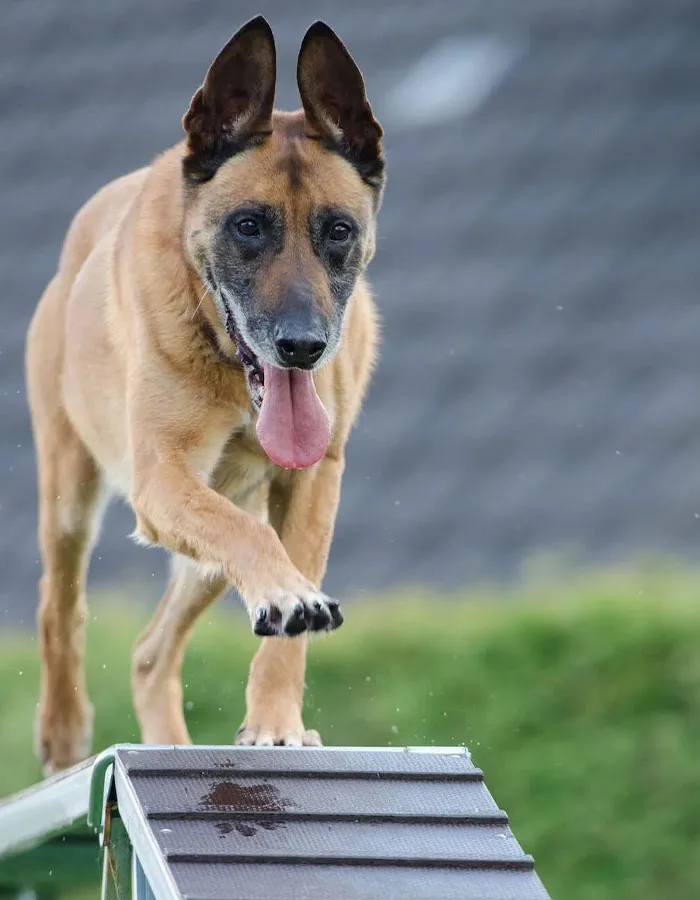 Set Up An Agility Course