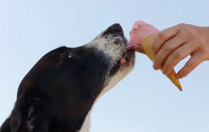 Make Dog-Friendly Ice Cream