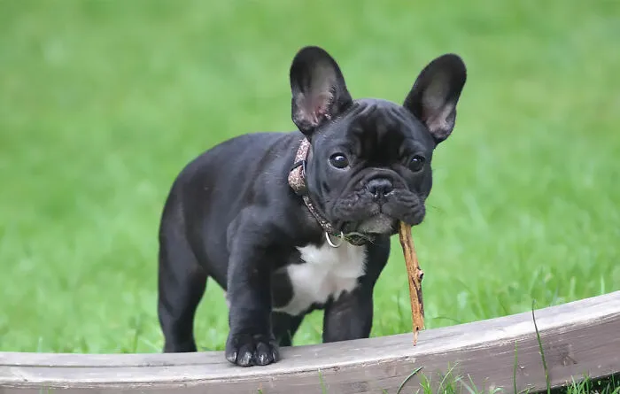 Get Bully Sticks
