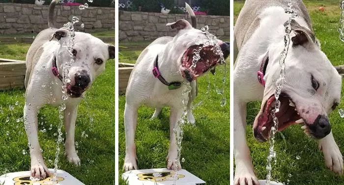Let The Pooches Experience The Water Fountain Joys