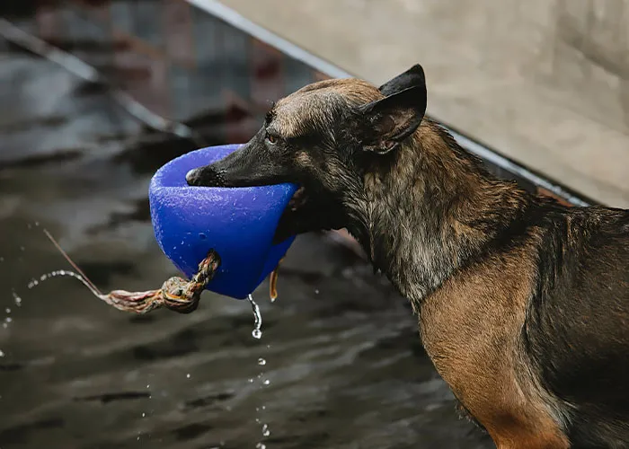 Dog holding ball