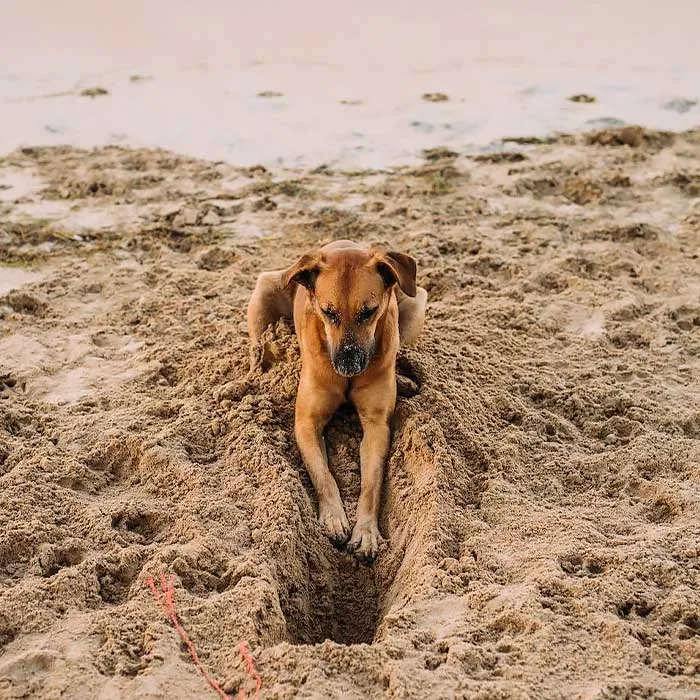 Visit A Dog Beach
