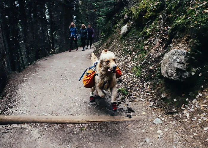 Explore A New Trail