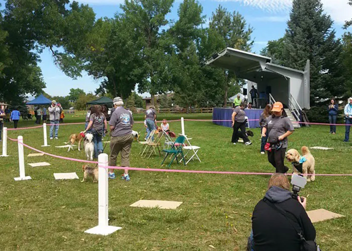 Dogs and owners plays musical chairs