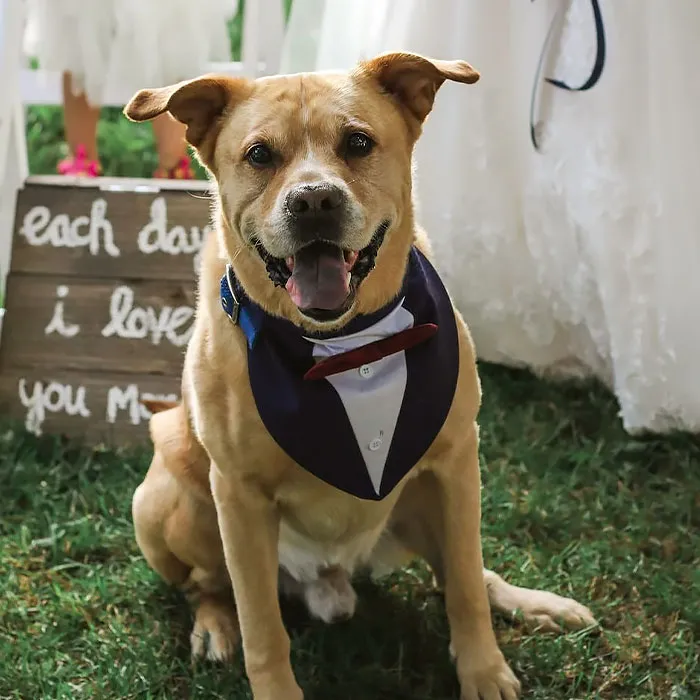 Have Your Dog Wear A Party Shirt