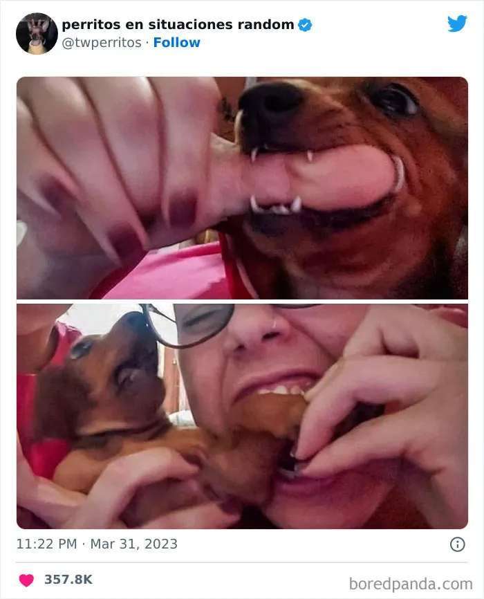 50 ‘Puppies In Random Situations’ That Might Just Heal Your Soul
