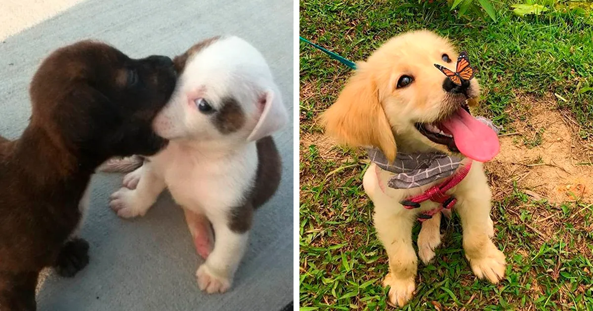 50 "Perritos en situaciones random" para alegrarte el día