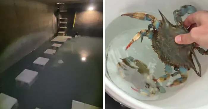 This Man Has An "Eel Pit" Under His Home And It's Making The Internet Lose Its Mind