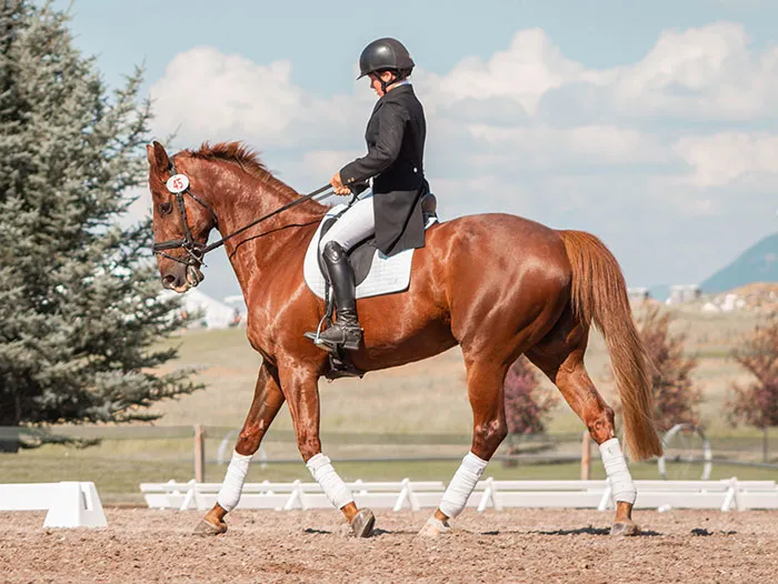 A Horse Doping Scandal!