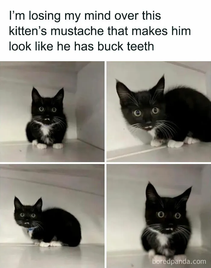 This Group Exists “To Make Your Mood Better”, And Here Are 50 Of Their Posts That May Do Just That