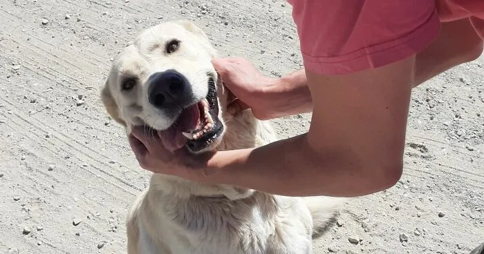We're Never Short Of Affection At The Adana Dog Rescue Centre (12 Pics)