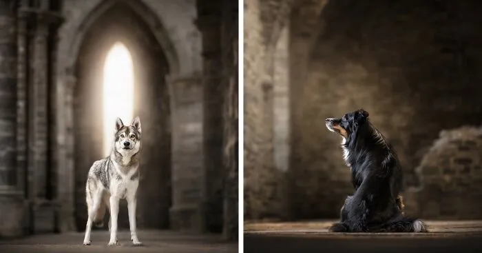 During A Trip To Belgium, I Photographed Dogs In An Old Abbey  (7 Pics)