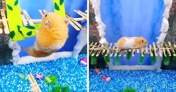 I Made A Bridge Challenge For My Hamster With 8 Levels Of Thrilling Obstacles