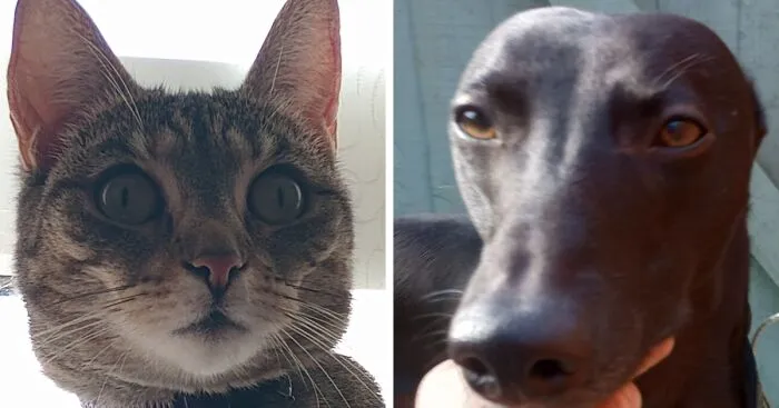 Hey Pandas, What's The Cutest Picture Of Your Pet Being A 'Unique' Cutie? (Closed)