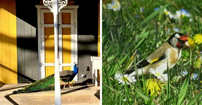 Hey Pandas, Post Your Best Pic Of A Bird