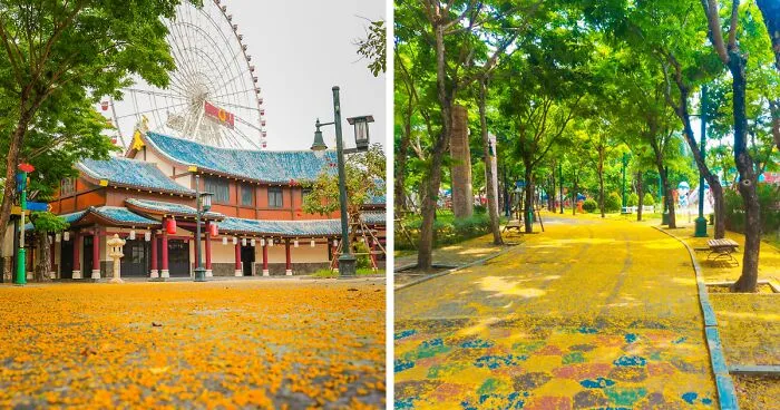 Summer In Vietnam Is Like Autumn In Korea (5 Pics)